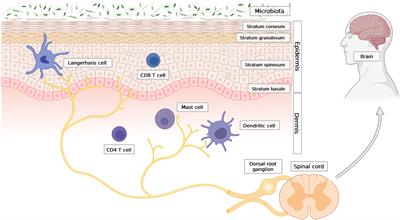 Soluble mediators in the function of the epidermal-immune-neuro unit in the skin
